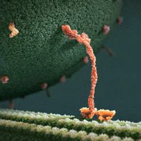 'Walk the Line' by Johnny 'Kinesin' Cash