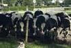 La vache sans tache qui tache