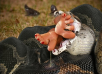 Chérie, tu as pensé à nourrir le serpent ?