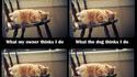 Je suis un chat