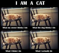 Je suis un chat