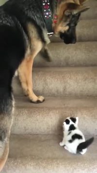 Comme chien et chat 31