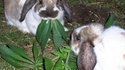 rasta lapin
