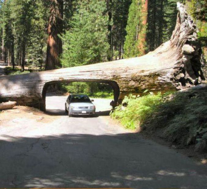 Un énorme arbre couché sur la route qui a finit en petit tunnel.