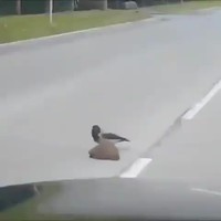 Sécurité routière 