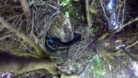 Caméra sur un nid d'oiseau