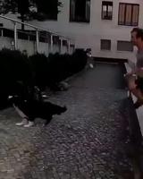 Homme vs chien