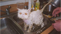 Chatte mouillée
