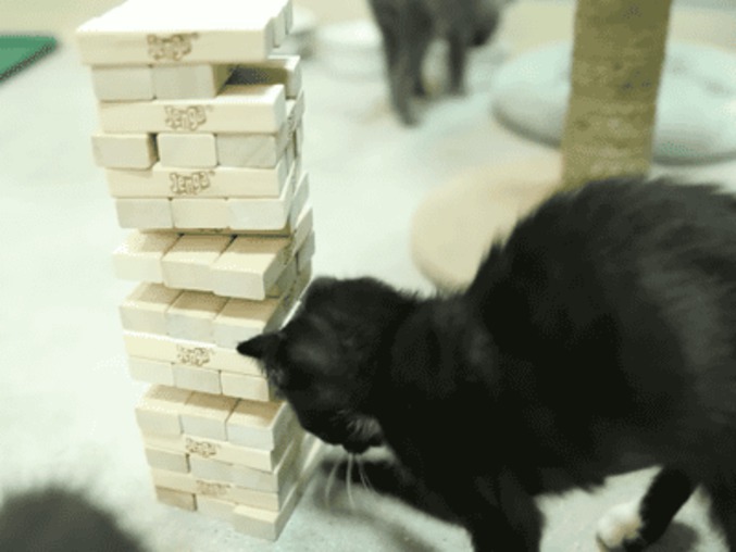 Un chat joue à badaboom