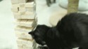 Un chat joue à badaboom