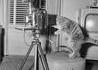 Chat photographe ?