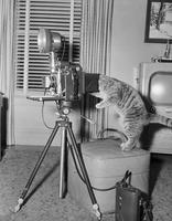 Chat photographe ?