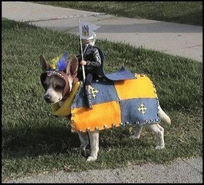 Un petit chien avec un costume de chevalier.
