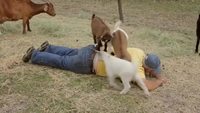 Massage de chèvres