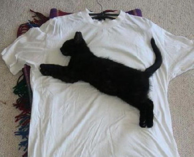 Un chat s'est endormi d'une drôle de façon sur un t-shirt