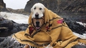 Kan Cerbère a froid 