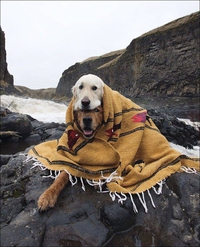 Kan Cerbère a froid 
