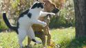 Comme chat et chien 11