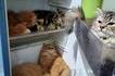 Frigo à chats ?