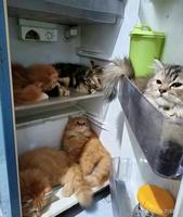 Frigo à chats ?