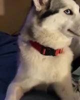 Qui a mâchouillé le câble ?