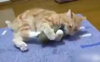 Minou?