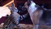 Rencontre entre un serval et un berger allemand