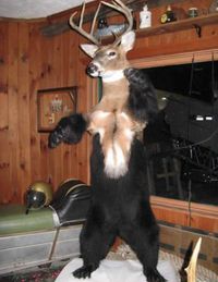 Taxidermie lvl 58