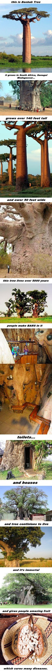 Le baobab