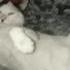 un chat...