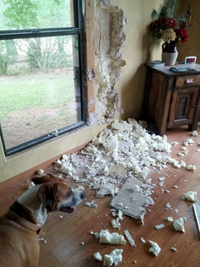 Vilain chien