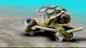 Tortue de compétition
