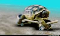 Tortue de compétition