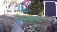 Une marmotte vole la récolte d'un agriculteur et la mange devant sa caméra de surveillance.