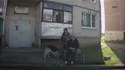 German Shepherd and a drunk owner