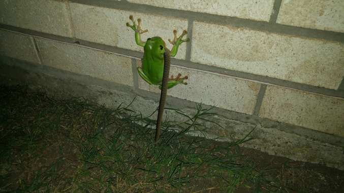 Méfiez-vous (aussi) des grenouilles à grande bouche.