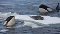 A seal of disapproval