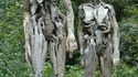 Les hommes des bois