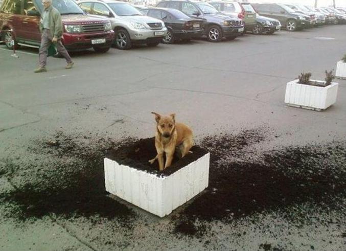 Un chien qui a creusé un trou pour uriner...