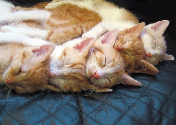 Cinq chats qui dorment à la queue leu leu !