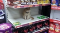 Chat en solde