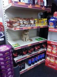 Chat en solde