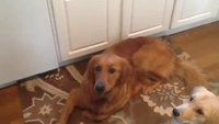 Un chien avec de très mauvais réflexes