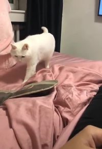 Beatbox vs Chat