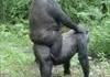 On sait maintenant pourquoi l'homme descend du singe