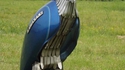 L'aigle métallique