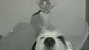 Selfie de bras cassés