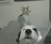 Selfie de bras cassés