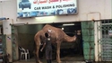 "Car Wash & Polishing"