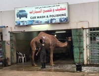 "Car Wash & Polishing"